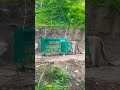 tiger is captured in kashmir lachipora wildlife sanctuary#shorts#youtubeshorts#youtube#wild#trending