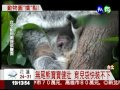 動物園生力軍 懶猴.無尾熊添新血