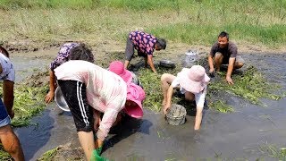 草窝一掀都是鱼，一抓就是几千条，清香和泥土哥乐坏了 【泥土的清香】