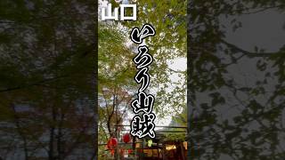 【山口】色々すごいと噂のいろり山賊に行ってみたら身ぐるみは剥がされませんでした【岩国】 #山口観光 #いろり山賊 #岩国市