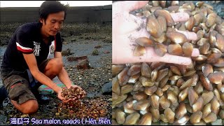 瑀爸趕海-地點大公開，如何抓大顆海瓜子- How to Catch Sea Melon Seeds/瑀爸YingziJin_110#42