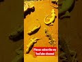 lizard trap in Glue 03 #shorts #short #lizard