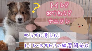 子犬のトイレ・おすわりのしつけ、これで覚えました【シェルティー　2ヶ月】