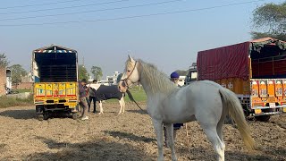 (PIIND MOHIE ) LUDHIANA || Horse Racing Video Vlog Baaz Koom Kalan || 12.12.2024 @baazkoomkalan