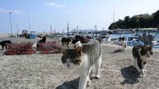 [藍島]猫こっち来んな