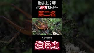 世界上最可怕的昆虫，维塔虫！#shorts #世界之最 #腦洞大開 #top10