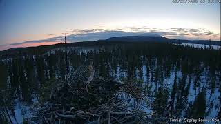 Muonio Osprey/Sääkset_6.5.2023_Koppelo käy/Female capercaillie visits