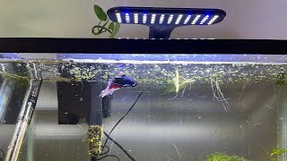 Got another Aqueon planted aquarium clip on LED light for my fish tank