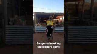 Sangoma invoking leopard spirit #sangoma #africanhealer