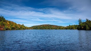 Common Loon: Vocalizations – Wail