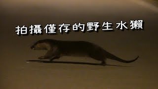 尋找金門歐亞水獺 | 實拍野生水獺過馬路及嬉戲 | Eurasian otter in Kinmen island (Lutra lutra)