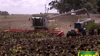 Bellamar Estancias: Cosecha de girasol en el sur bonaerense (#661 2016-04-02)