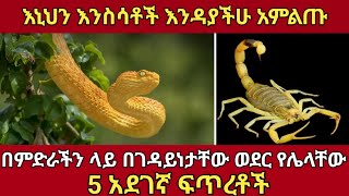 የሰው ልጆችን በመግደል ተወዳዳሪ ያልተገኘላቸው 5 አደገኛ እንስሳት #አቤል_የወይኗ_ልጅ #abelbirhanu #zenaaddis