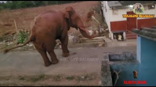 Bahubali Elephant Injured!! காயமடைந்த ’பாகுபலி’ காட்டு யானை ; சிகிச்சையளிக்க வனத்துறையினர் நடவடிக்கை