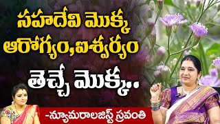 Sahadevi Plant Profits : Numerologist Sravanthi | First telugu devotional