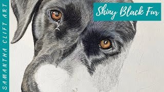 Black Labrador Drawing | HOW TO draw Shiny Black Fur - Work in Progress | Samantha Clift Art