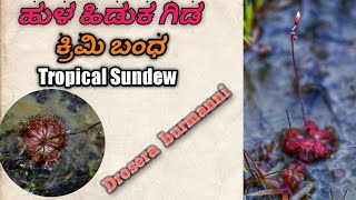 ಹುಳ ಹಿಡುಕ ಗಿಡ / ಕ್ರಿಮಿ ಬಂಧ / Tropical Sundew