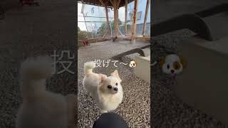 【ポメラニアン\u0026チワワ】口いっぱいにボールを頬張って、持ってくるうちの犬 #shorts