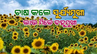 ଜଣେ ସୂର୍ଯ୍ୟମୁଖୀ ଚାଷୀଙ୍କ ସଫଳ କାହାଣୀ | Multiple Advantages of Sunflower Cultivation