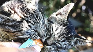 猛暑日にホームレスの寝床で産まれた子猫たちに水分補給ちゅ～るまぐろを給餌した結果。。。 野良猫 感動猫動画 EOSR5