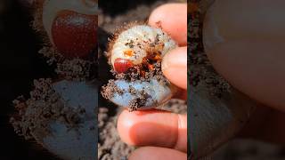 OMG! Ternyata Larva Kumbang gamas juga yah - short video #snailhunter