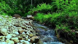 Rippling Brook: Gentle Stream Sounds to Clear Your Mind