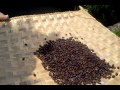 coffee roasting at tabo cottage.mp4