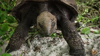 Seychelles tortoise that hunted bird stuns scientists