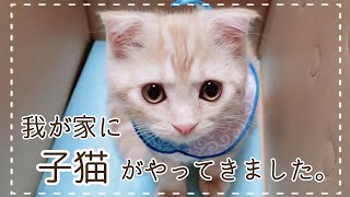 超絶かわいい！！子猫が我が家にやってきました♪