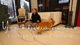 Утро с 2 собаками, 2 котами и ребенком