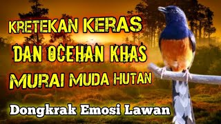 Kretekan Keras Dan Ocehan Khas murai Hutan _ Pancingan Murai Batu Agar Cepat emosi