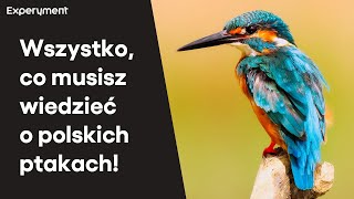 Ptaki wokół nas. Jak obserwować polskie ptaki? | Polska Akademia Dzieci #6