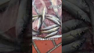 10/25 なぎさ公園の秋ギスいつまで釣れるの！？　fishingmax泉大津店