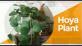 Plant Shed: Picking the Perfect House Plant