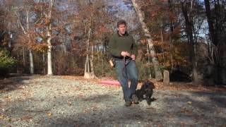 Boykin Spaniel Puppy Training | Winston Salem NC | Chickie