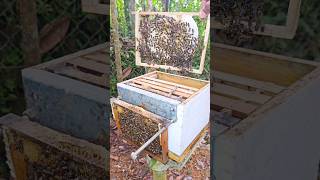 തേനീച്ച കോളനികൾ പരിശോധിക്കുമ്പോൾ || Beekeeping || തേനീച്ച വളർത്തൽ #honey #shorts