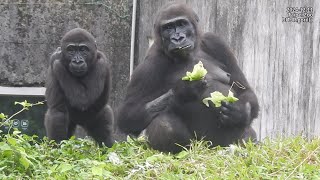 Gorilla D'jeeco family 吃。覓食。下壕溝吃葵花籽 / Jabali Ringo  跳。追逐。搥胸 / D'jeeco 拍 Iriki 2024-12-11 14:22-15:22