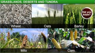 Geography_Class 7th_Chapter 6-Natural Vegetation and Wildlife_Module 3-Grassland, Desert and Tundra