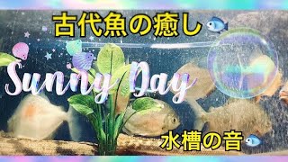 【古代魚🐟】エンドリケリー他　🐠ボーっと眺めてみませんか？🐡【水槽の癒し】  The healing of the ancient fish.🐟🐠