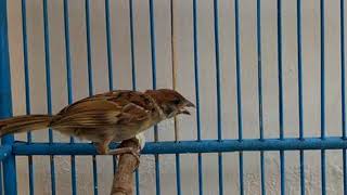 Masteran Burung Gereja Juara 2017 Bisa Makan Roti