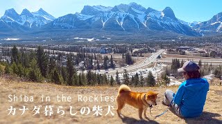 柴犬と展望地へ散歩。キャンモアの街全体を見下ろす絶景ポイント｜湧き水の小川で水遊び｜海外生活｜A walk with Shiba Inu to the viewpoint of the town.