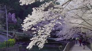 山科疎水 - 春、桜 | 京都府京都市山科区