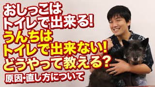 【原因と解決法】愛犬がおしっこはトイレで出来るけど、ウンチはトイレで出来ない時の直し方！