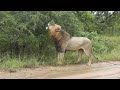 incredible roaring lion compilation top ten loud lion roar