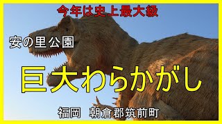 福岡　朝倉郡筑前町　巨大わらかがし　今年は史上最大級