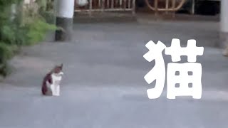 🐈１分で幸せになれる「猫のさんぽ」