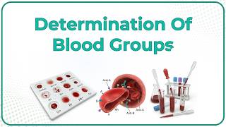 Determination of blood groups animation - Physiology practical's