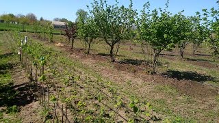 Фундук. Початок укорінення саджанців. Горизонтальні відводи. Частина 1