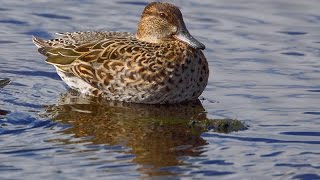 Female of Eurasian teal or common teal (Anas crecca)