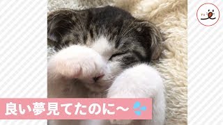 お昼寝中に目が覚めてしまった猫ちゃんの可愛すぎる反応✨😍【PECO TV】